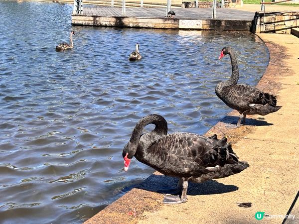 澳洲/🦢 布里斯班避世小天堂！Lake Eden慢活散步