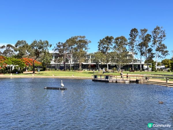 澳洲/🦢 布里斯班避世小天堂！Lake Eden慢活散步