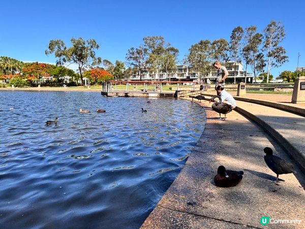 澳洲/🦢 布里斯班避世小天堂！Lake Eden慢活散步