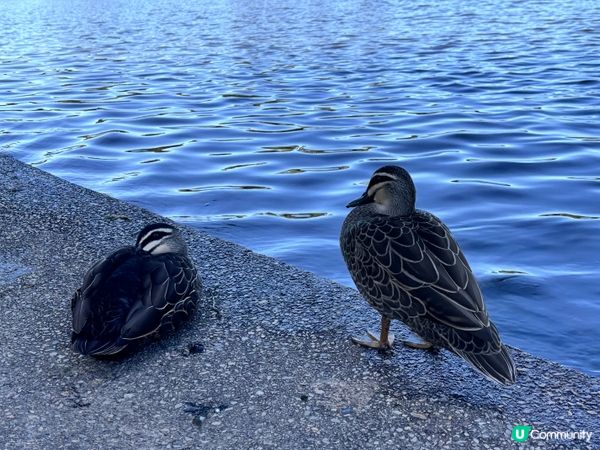 澳洲/🦢 布里斯班避世小天堂！Lake Eden慢活散步