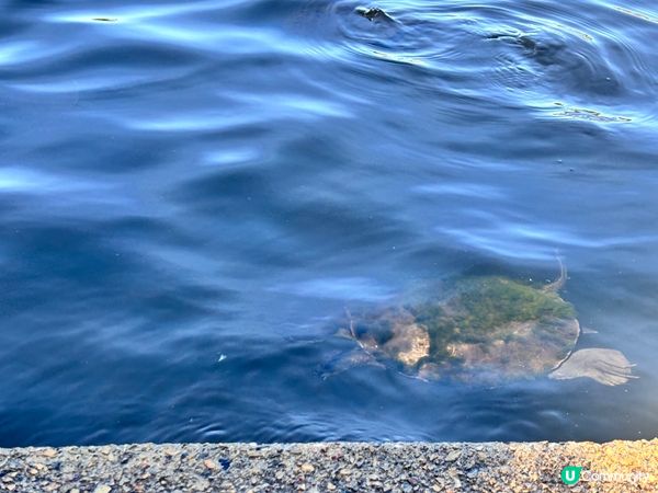 澳洲/🦢 布里斯班避世小天堂！Lake Eden慢活散步