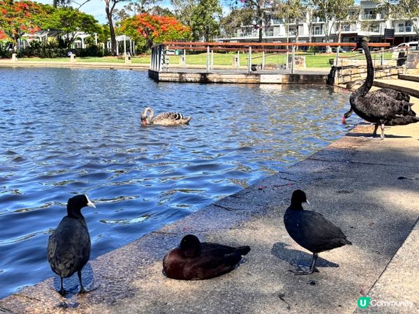 澳洲/🦢 布里斯班避世小天堂！Lake Eden慢活散步
