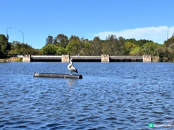 澳洲/🦢 布里斯班避世小天堂！Lake Eden慢活散步