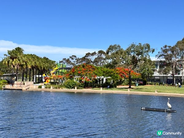 澳洲/🦢 布里斯班避世小天堂！Lake Eden慢活散步