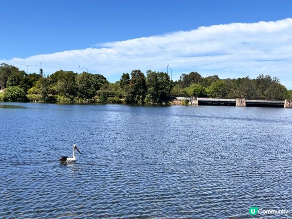 澳洲/🦢 布里斯班避世小天堂！Lake Eden慢活散步