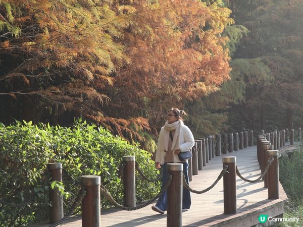 深圳打卡｜仙湖落羽松🍂靚爆🩵