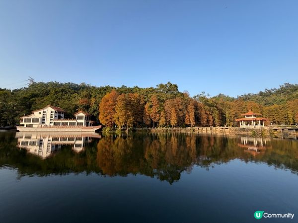 深圳打卡｜仙湖落羽松🍂靚爆🩵
