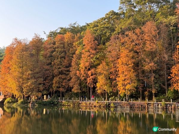 深圳打卡｜仙湖落羽松🍂靚爆🩵