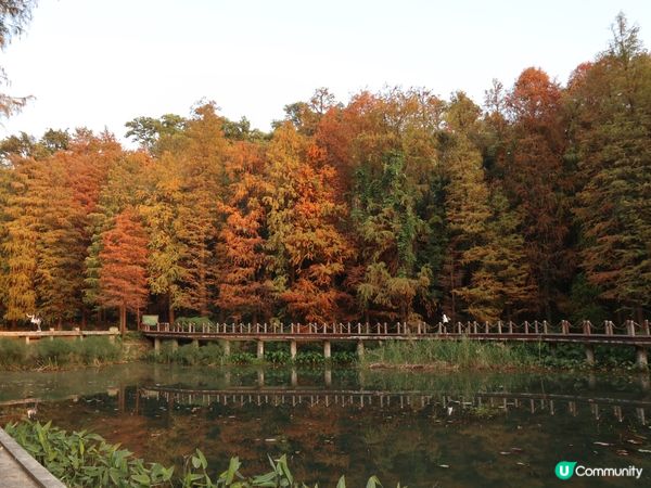 深圳打卡｜仙湖落羽松🍂靚爆🩵