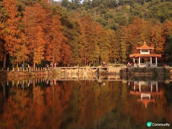 深圳打卡｜仙湖落羽松🍂靚爆🩵