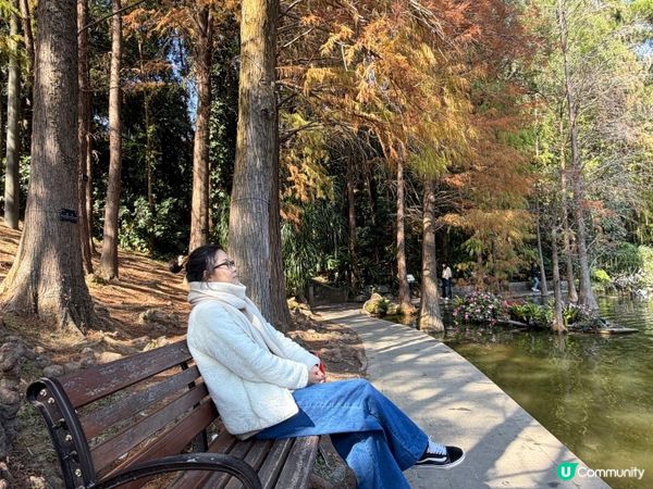 深圳打卡｜仙湖落羽松🍂靚爆🩵