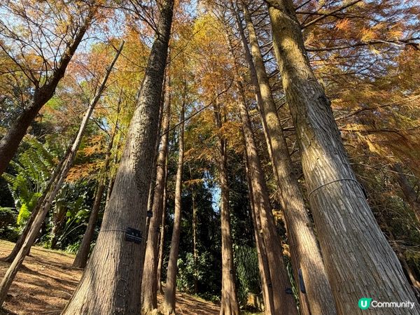 深圳打卡｜仙湖落羽松🍂靚爆🩵