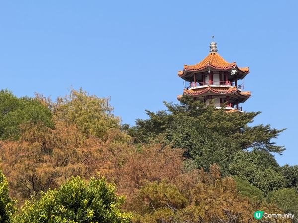 深圳打卡｜仙湖落羽松🍂靚爆🩵