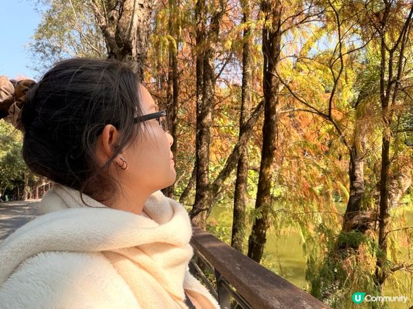 深圳打卡｜仙湖落羽松🍂靚爆🩵