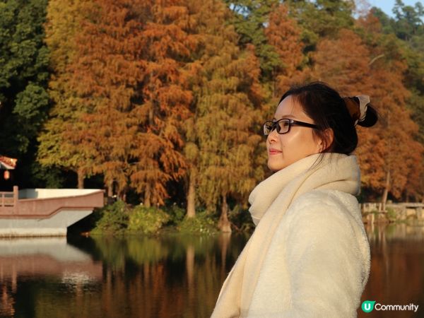深圳打卡｜仙湖落羽松🍂靚爆🩵