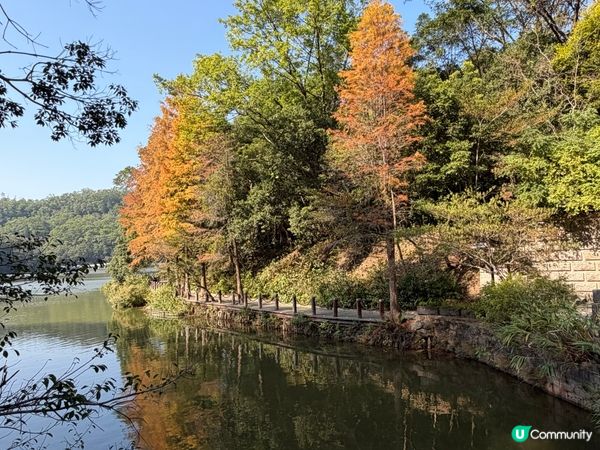 深圳打卡｜仙湖落羽松🍂靚爆🩵