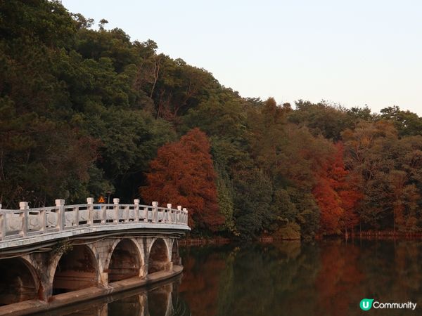 深圳打卡｜仙湖落羽松🍂靚爆🩵