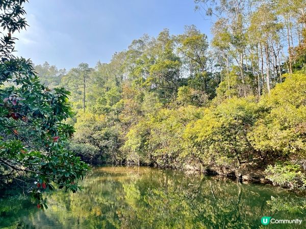 鶴藪水塘：半世紀的傳說 🏞️