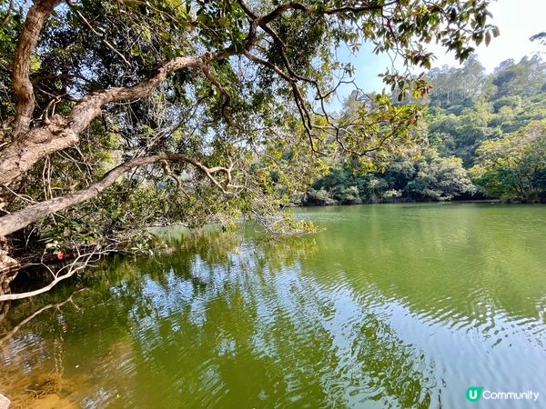 鶴藪水塘：半世紀的傳說 🏞️
