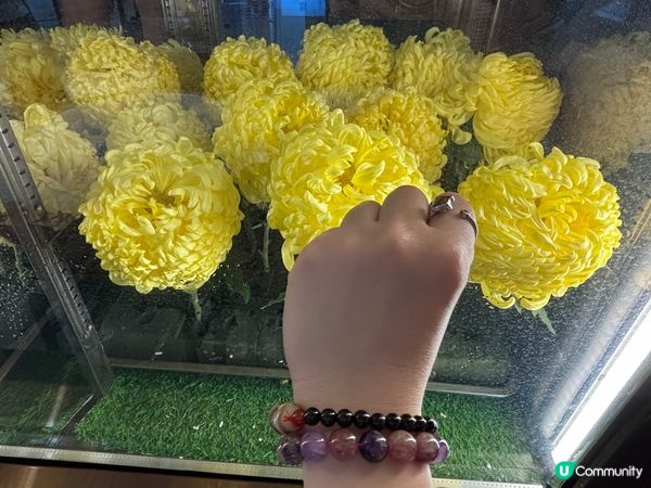 中國/深圳品嘗精緻菊花宴🌼