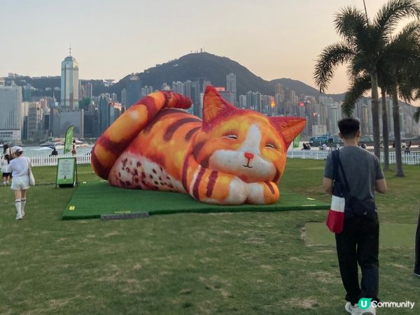 巨貓登場！🐈 維港晒月亮！😴