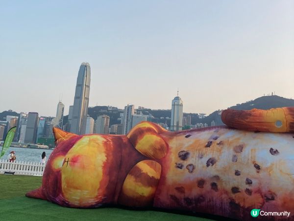 巨貓登場！🐈 維港晒月亮！😴