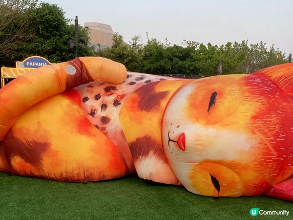 巨貓登場！🐈 維港晒月亮！😴