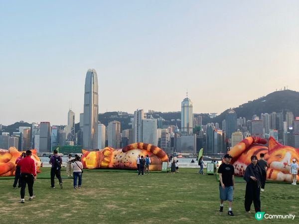 巨貓登場！🐈 維港晒月亮！😴