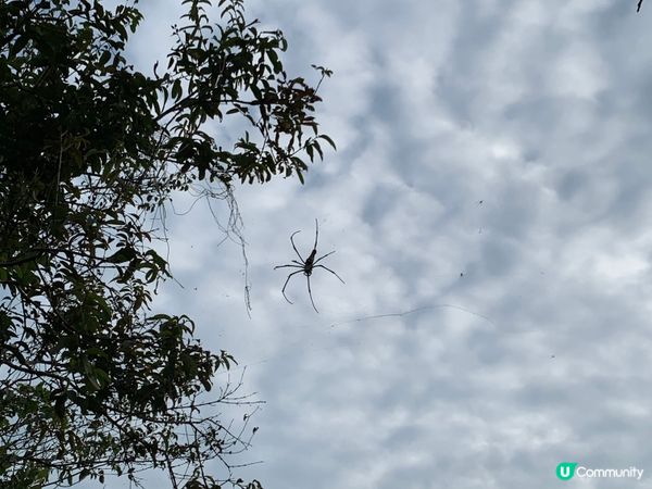 跟住地主蜥蜴遊南丫