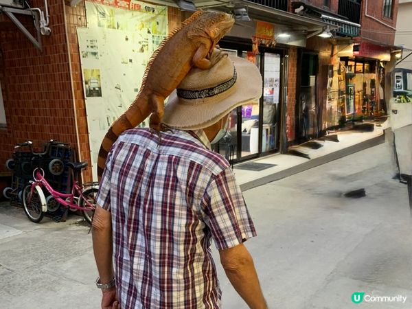 跟住地主蜥蜴遊南丫