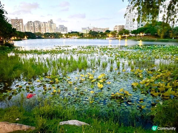 🌊深圳萬豐湖|隱世湖景+免費入場+環湖步道,市區後花園Chi...
