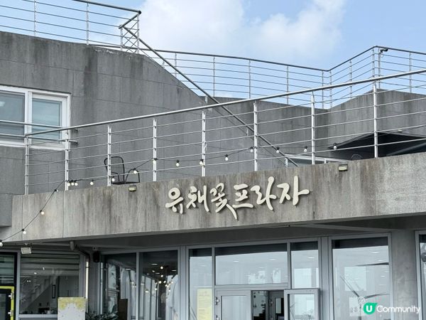 😭【濟州大崩潰】衝住油菜花去🌼點知…