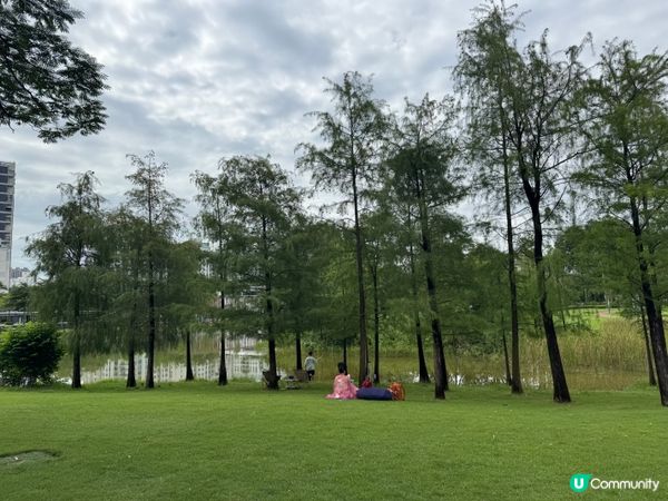 深圳親子好去處🧑‍🧑‍🧒‍🧒香蜜湖公園🛝秋天限定落羽松絕景😍