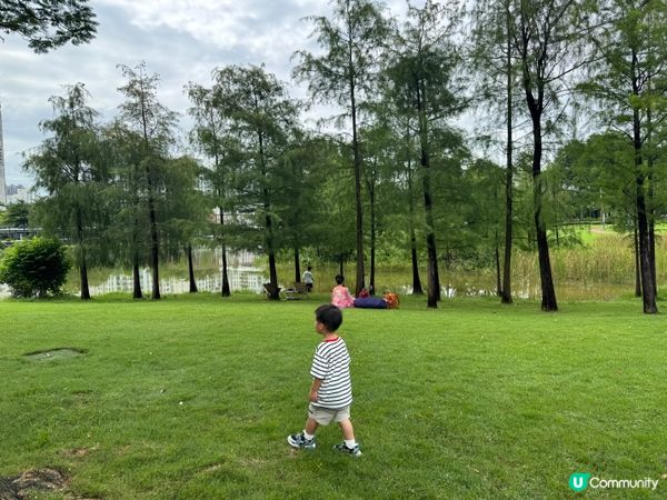 深圳親子好去處🧑‍🧑‍🧒‍🧒香蜜湖公園🛝秋天限定落羽松絕景😍