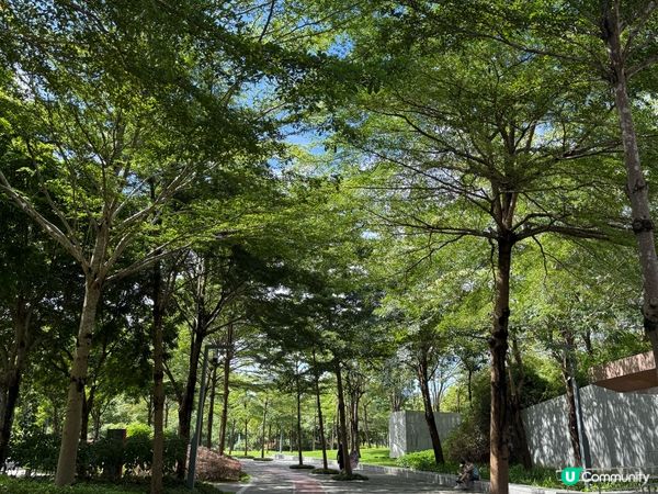 深圳親子好去處🧑‍🧑‍🧒‍🧒香蜜湖公園🛝秋天限定落羽松絕景😍