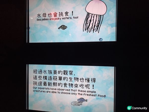 打卡景點、熊貓紀念品店、水母館