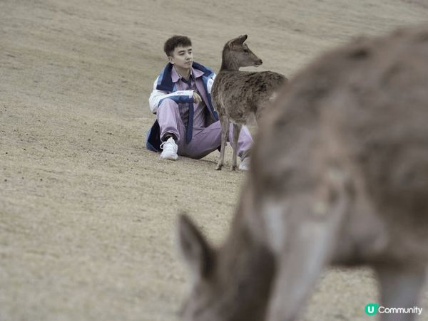 關西周邊游，京都伏見稻荷絕美日落，小衆和歌山，奈良的可愛小鹿...