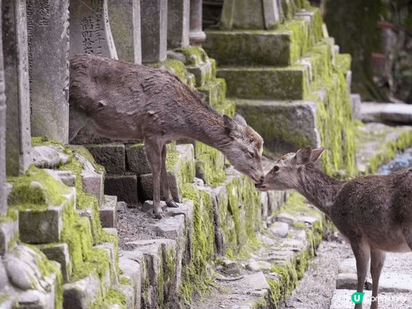 關西周邊游，奈良可愛小鹿，小衆和歌山，京都伏見稻荷絕美日落，...