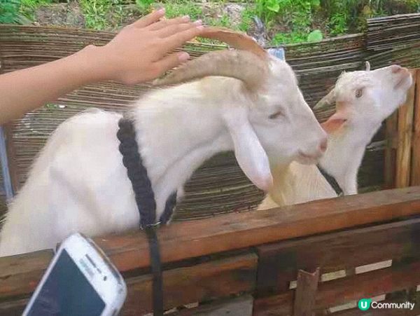 元朗｜菠蘿園🍍