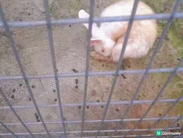 元朗｜菠蘿園🍍