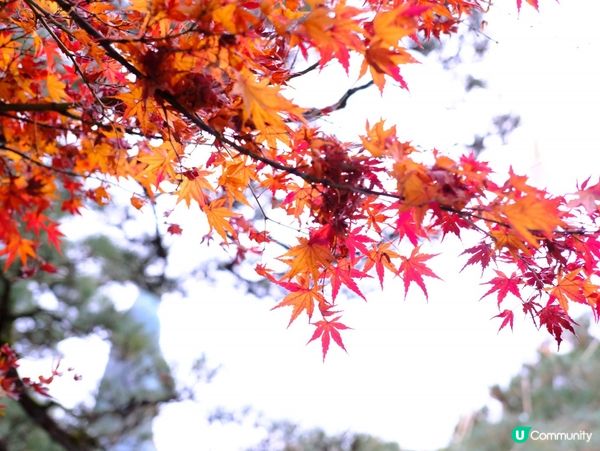 🍁 金澤賞楓秘境:兼六園旁的金澤神社⛩️