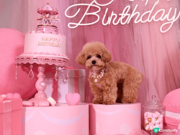 慶祝狗狗1歲生日，特登帶佢去影樓影靚靚生日相