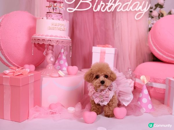 慶祝狗狗1歲生日，特登帶佢去影樓影靚靚生日相