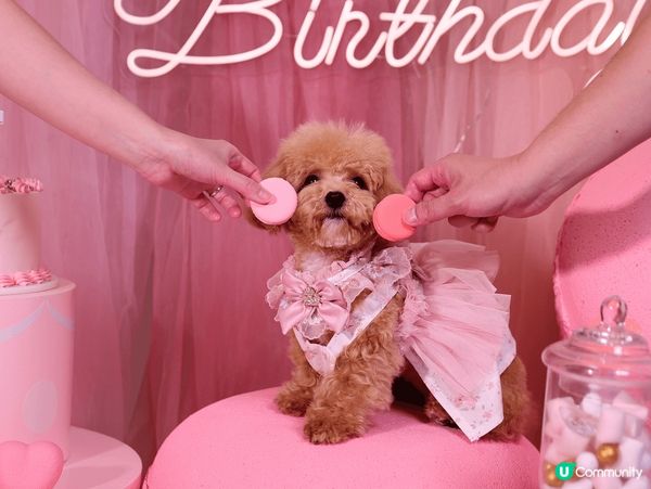 慶祝狗狗1歲生日，特登帶佢去影樓影靚靚生日相