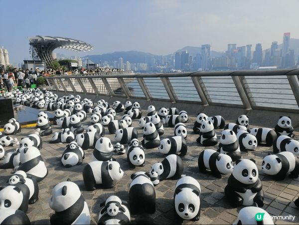 Panda Go...最喜歡熊貓的我去了尖沙咀星光大道同25...