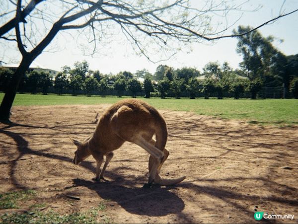 依啲都係我係澳洲用菲林相機拍攝的照片❗全部都是澳洲著名的地方...
