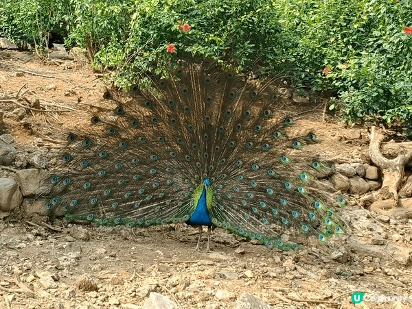 一進入壽山動物園，我們便被那可愛的狐獴吸引著，牠們真的很活潑...