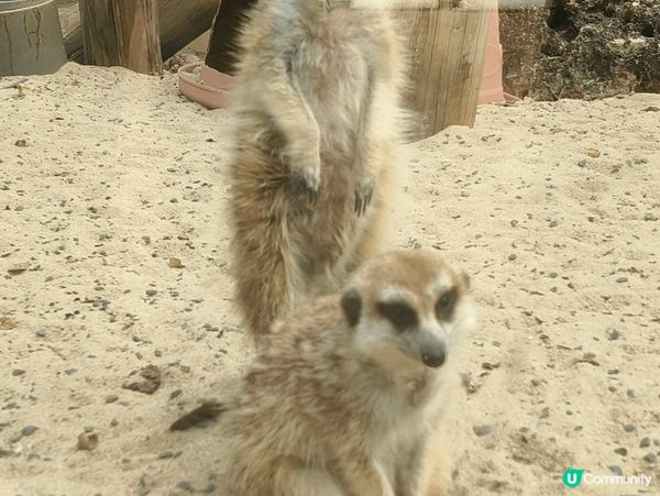 一進入壽山動物園，我們便被那可愛的狐獴吸引著，牠們真的很活潑...