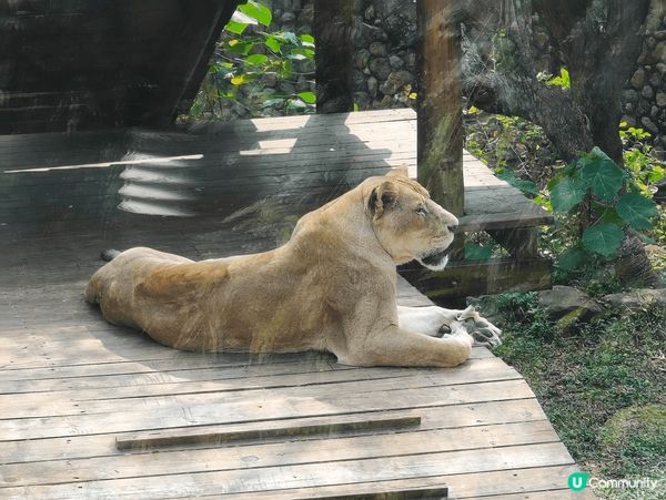 一進入壽山動物園，我們便被那可愛的狐獴吸引著，牠們真的很活潑...