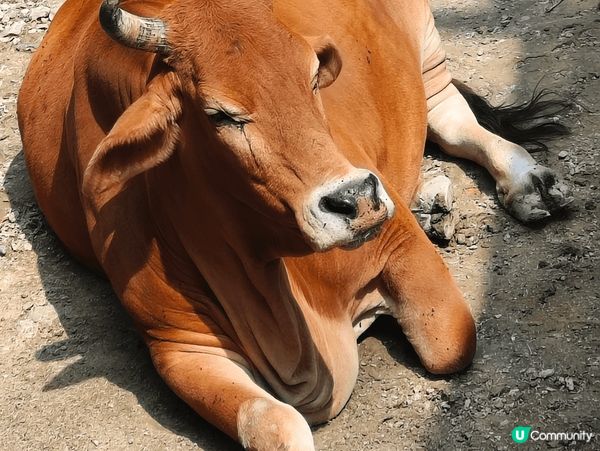 一進入壽山動物園，我們便被那可愛的狐獴吸引著，牠們真的很活潑...